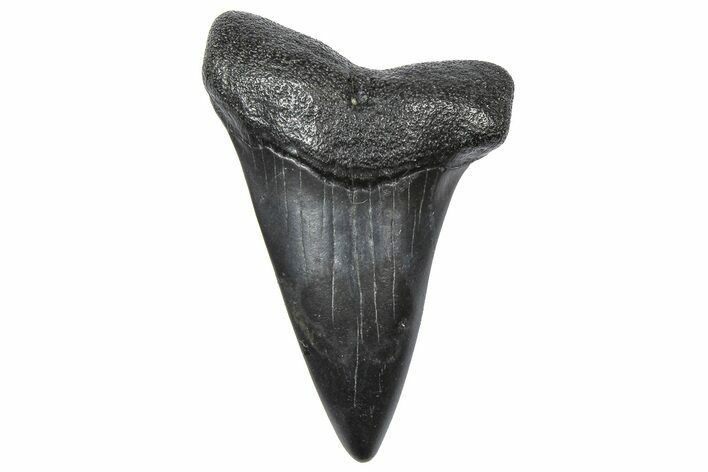 Fossil Broad-Toothed Mako Tooth - South Carolina #360871